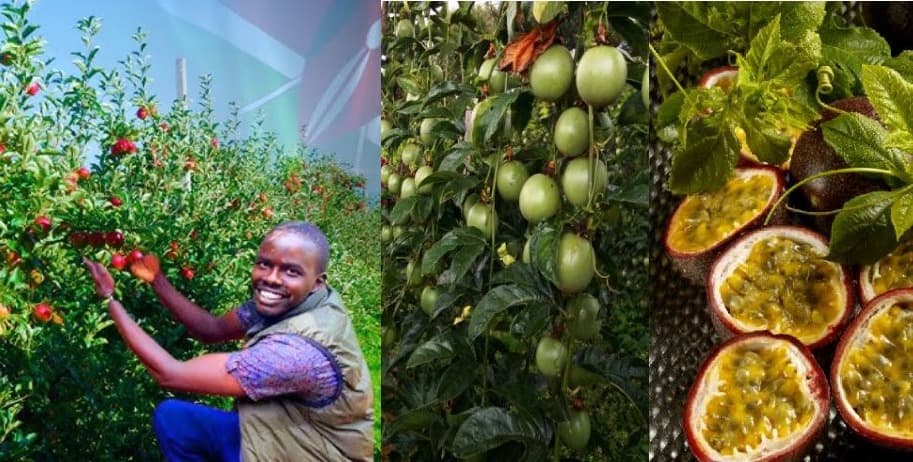 Kimutai: 28-year-old making Sh7 million from passion fruit, apple farming in Eldoret