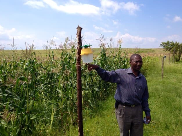 Scientists make it cheaper to confuse & prevent crop pests