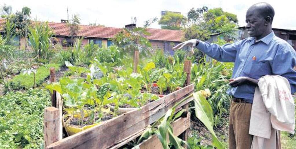 Urban dweller turns to growing own food to fix ill-health
