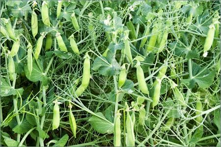 Farmers embrace chicken pea in short rains to boost yearly yields