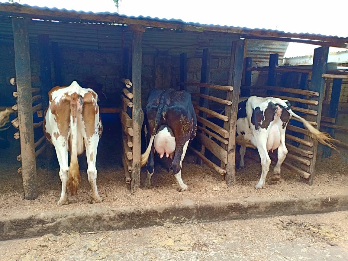 Sigh of relief for Kericho dairy farmer after Kenya Dairy Board suspended controversial regulations