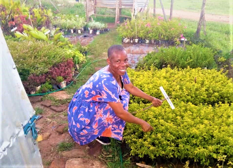 FarmBiz TV:Kisumu farmer earns Sh60,000 a month from tree nursery seedlings