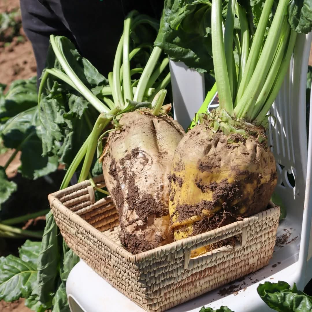 Nakuru farmer triples milk with sugar beet feed