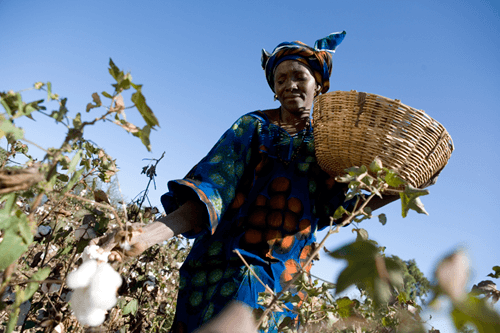 Volatile markets, rebels take toll on Uganda cotton