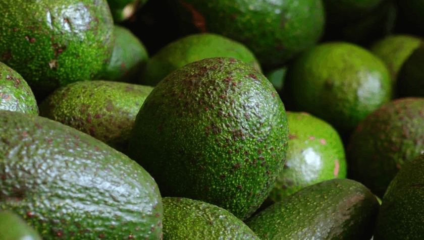 Govt launches crackdown on rampant avocado theft