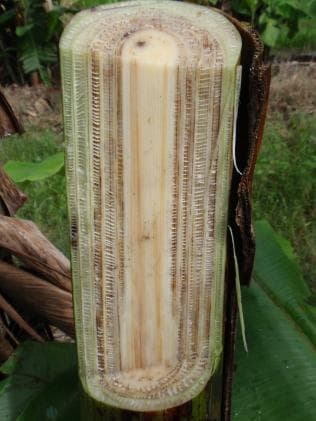Researchers: Banana pseudo stems are rich source of quality fibres