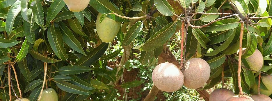 Kitui mango farmer doubles harvest through grafting
