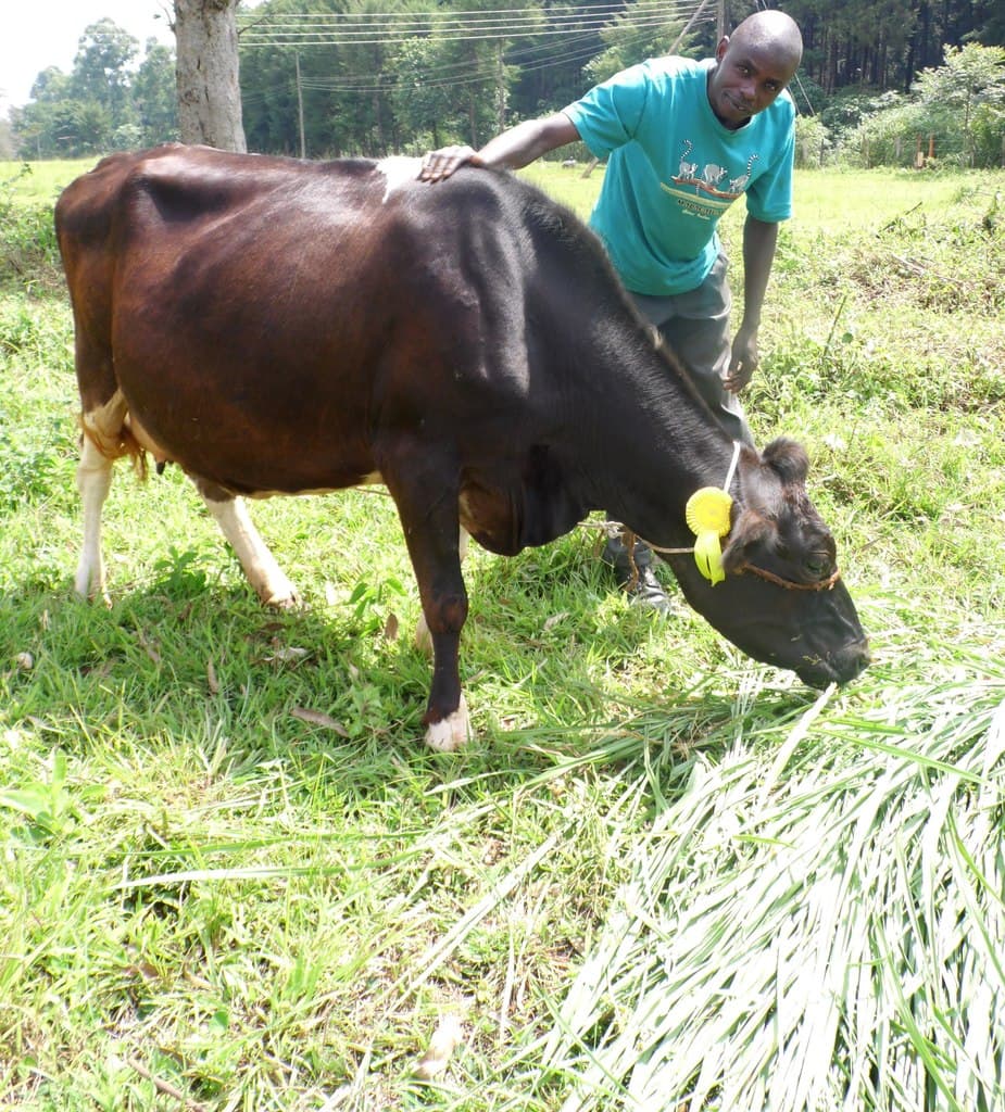 Feeding increases milk production
