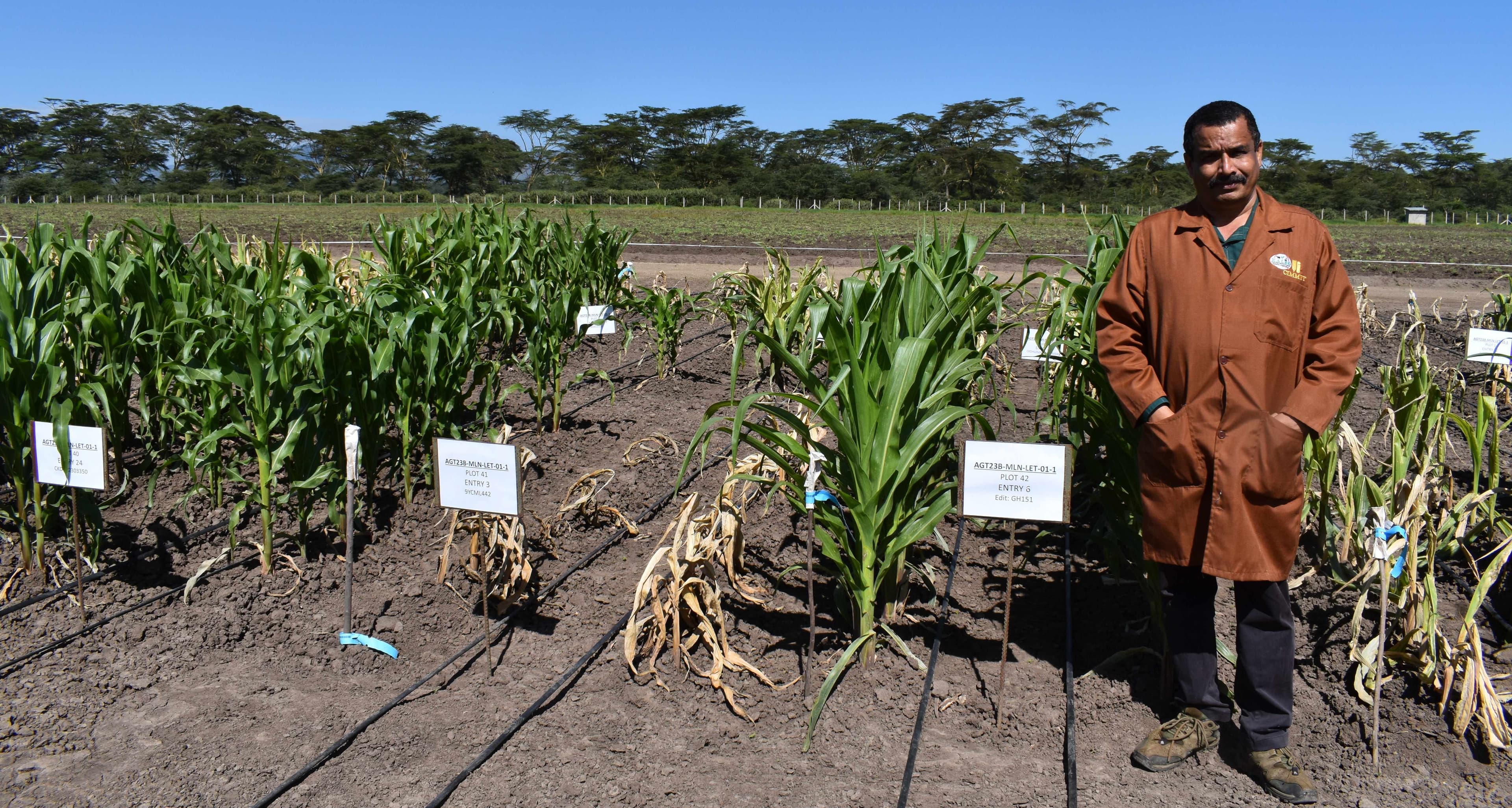 New technology offers safer maize seed movement, helps curb MLN spread