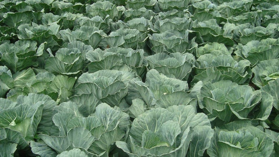 Cabbages give higher yields at lower cost when grown in rotation with traditional vegetables