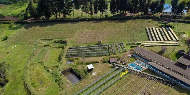 Nyanja Factory Targets 20 Million Kilos as Coffee Harvests Rise