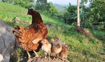 Rearing chicken and cows triple Kisii farmer’s earnings