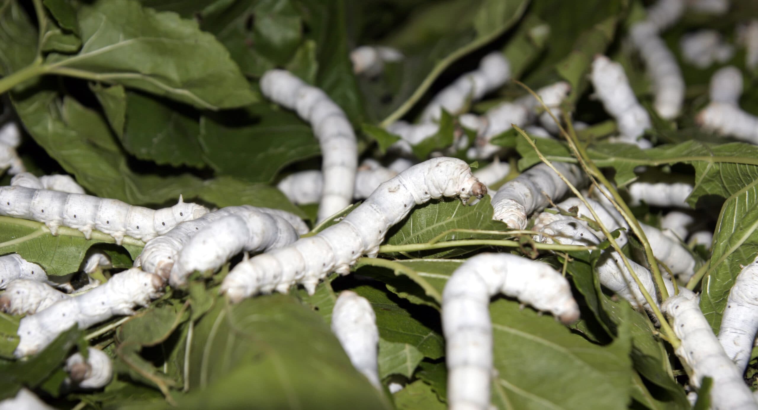 Silkworm farming earns farmers up to Sh1.8M an acre