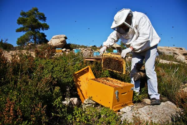 Internet ends bees varroa virus pest