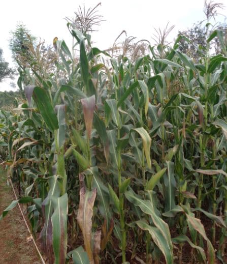 Weed tolerant maize for Western Kenya does well in both short and long season rains