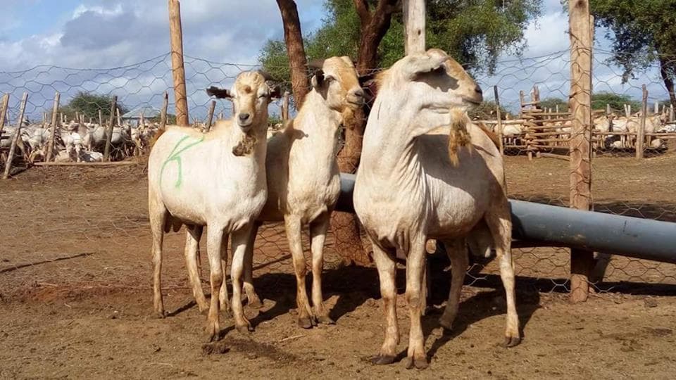 Galla goats deliver Sh40k+ each in nine months for semi-arid farmers