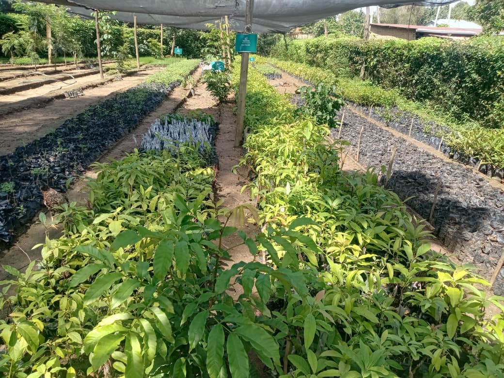 Partnership targets 48 million tree seedlings across 34 counties