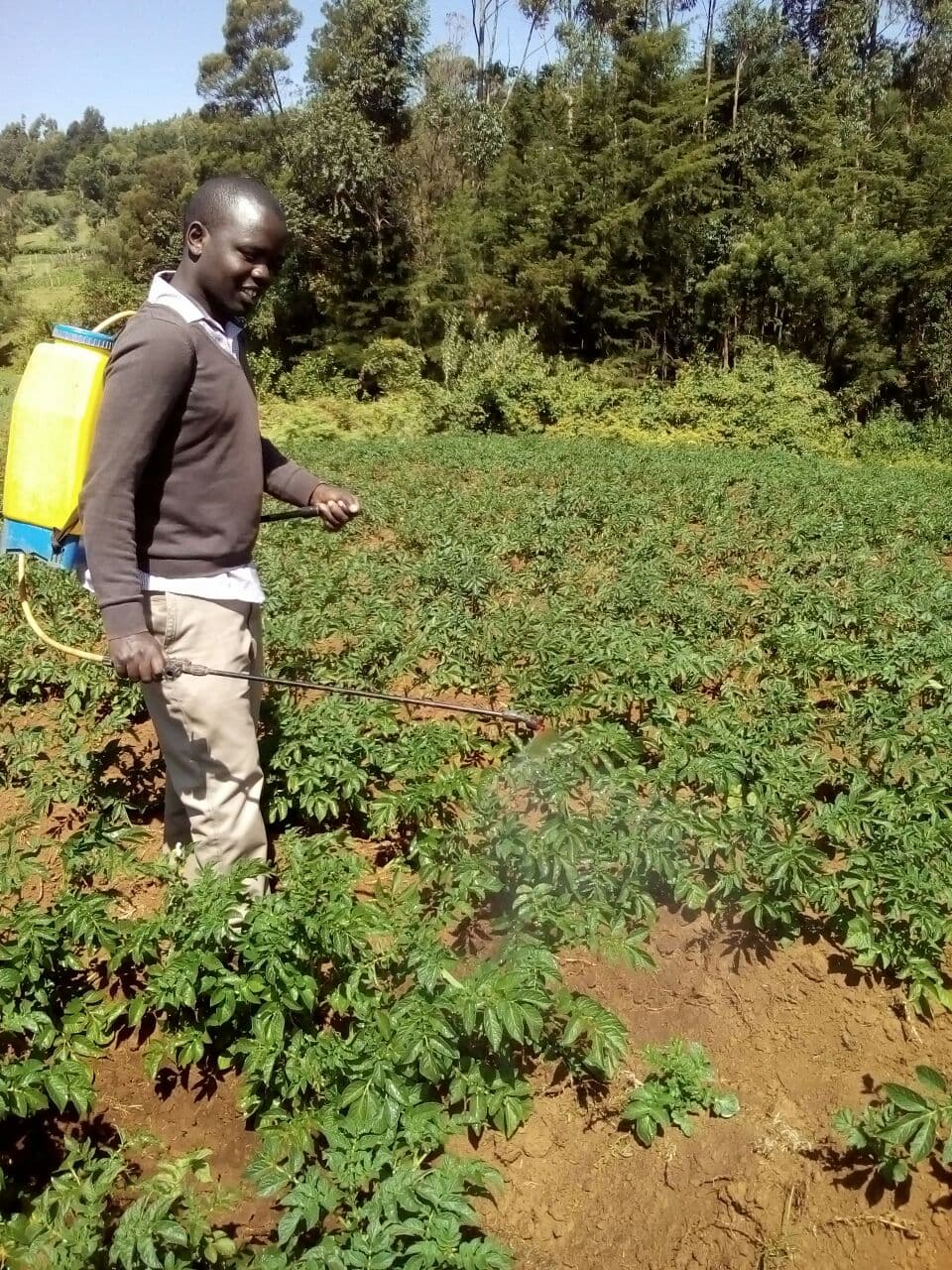 Fact sheet on potato farming in Kenya for high returns