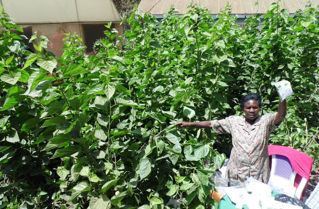 Mulberry leaves offer livestock double Napier grass proteins