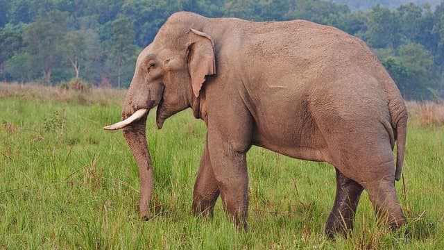 Man killed by elephant in Tana River
