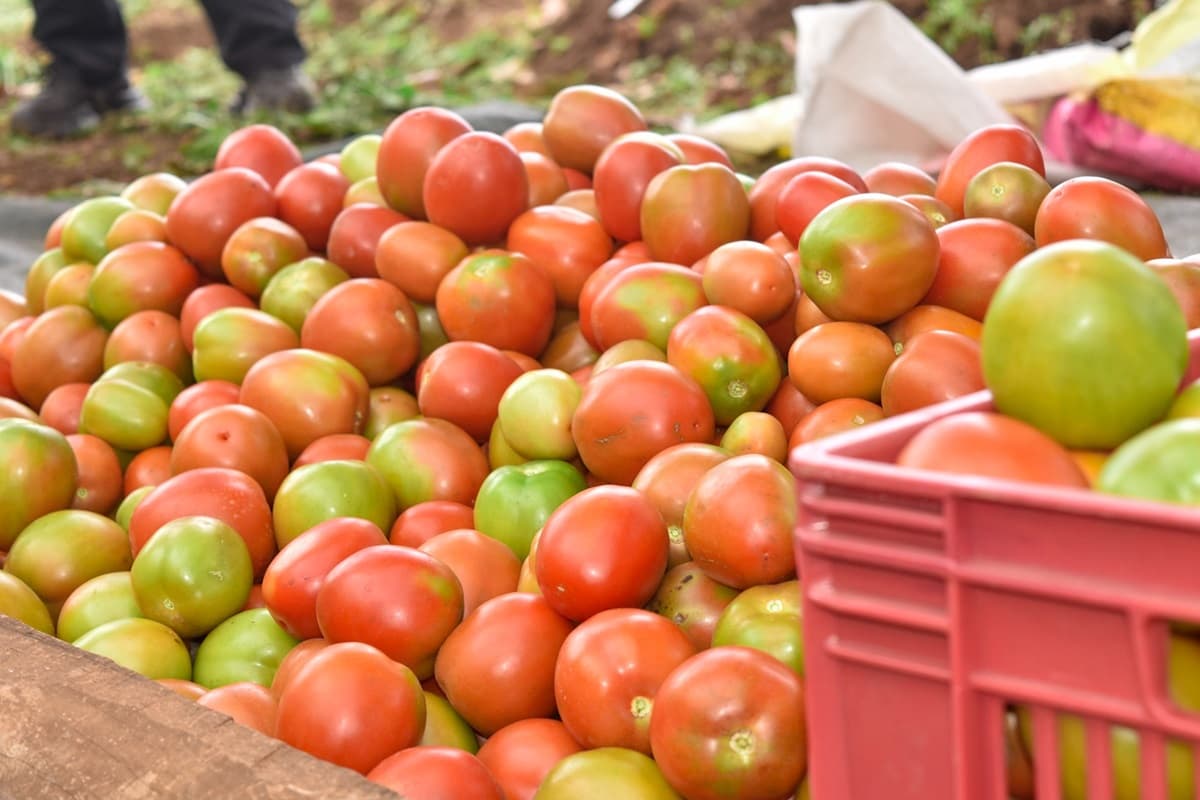 New tomato grafting technology offers hope to Kiambu farmers