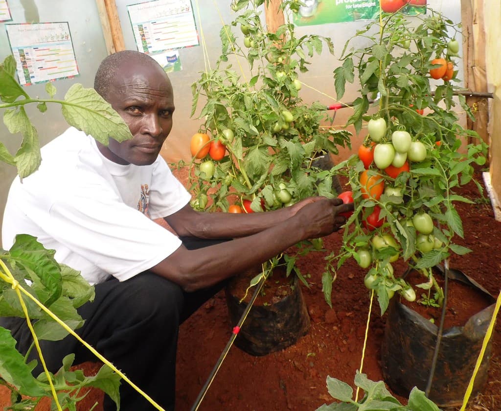 New disease tolerant tomato can earn over Sh2million in 75 days