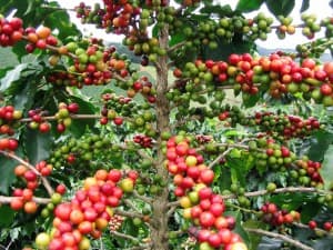Coffee farmers earn Sh41.6 billion as NCE records stronger 2025/26 season