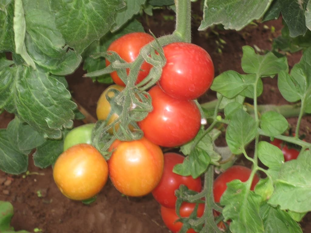SRAR 9065 F1 is the new money maker tomato
