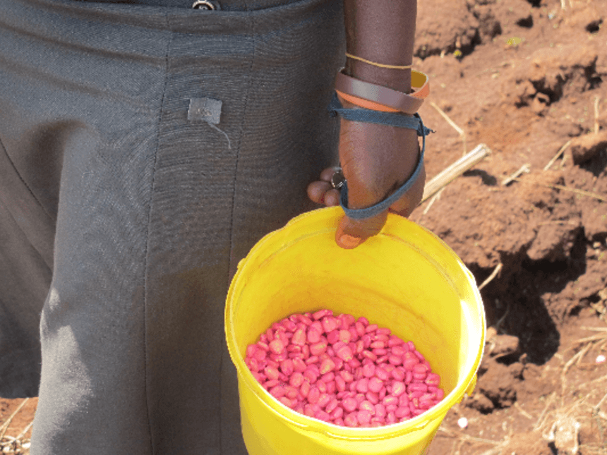 How to spot fake seeds in the market