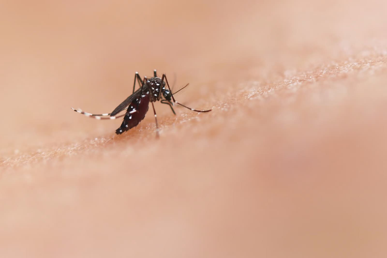 Ministry intensifies dengue response in Garissa, Wajir as cases hit 1,678