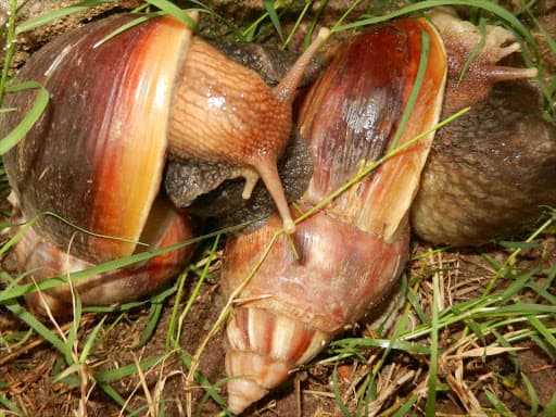 Nairobi’s Karen farmer bets on unpopular snail farming for cash