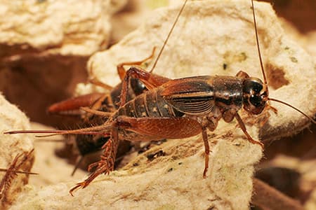 Researchers discover new edible cricket species with 60 per cent protein content in Kenya