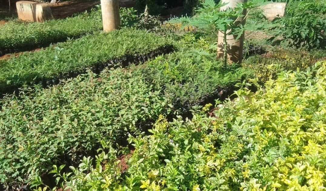I make up to Sh5,000 daily: Farmer says as he shows off his tree nursery business