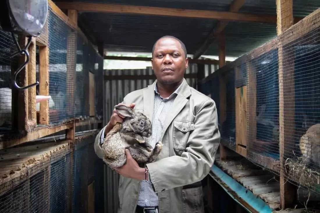 Company contracting farmers to rear rabbits