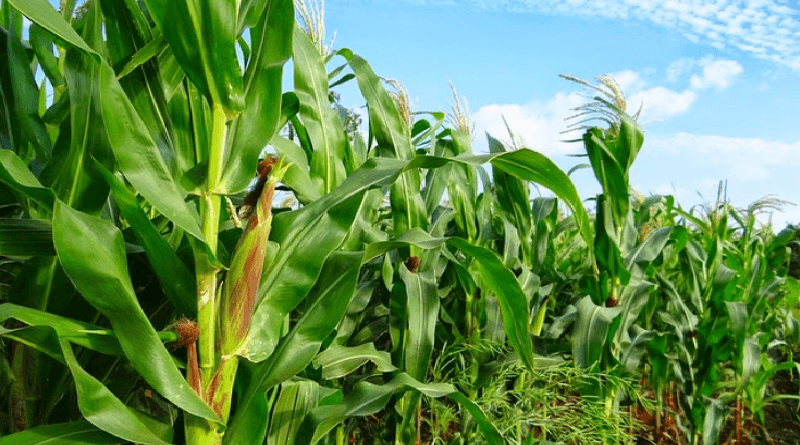 Agriculture ministry projects 44 per cent increase in maize production this year
