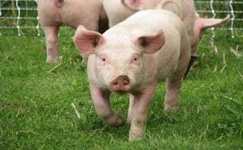 The diabetic teacher who found fortunes in pig farming