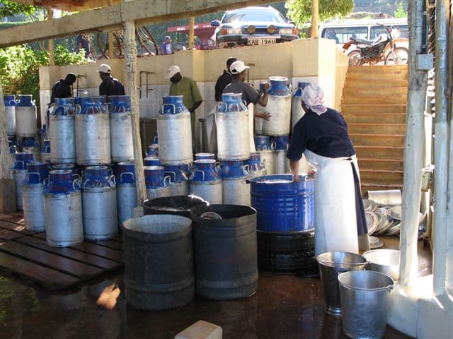 Nyeri processor increases milk intake prices by seven shillings a liter