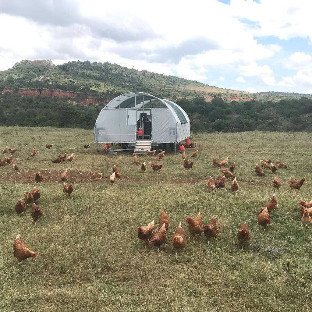 How a Laikipia farmer is healing depleted soils through poultry keeping