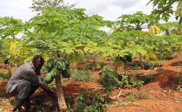 Robert Murithi: Pawpaw farming earns Embu farmer Sh50,000 per week