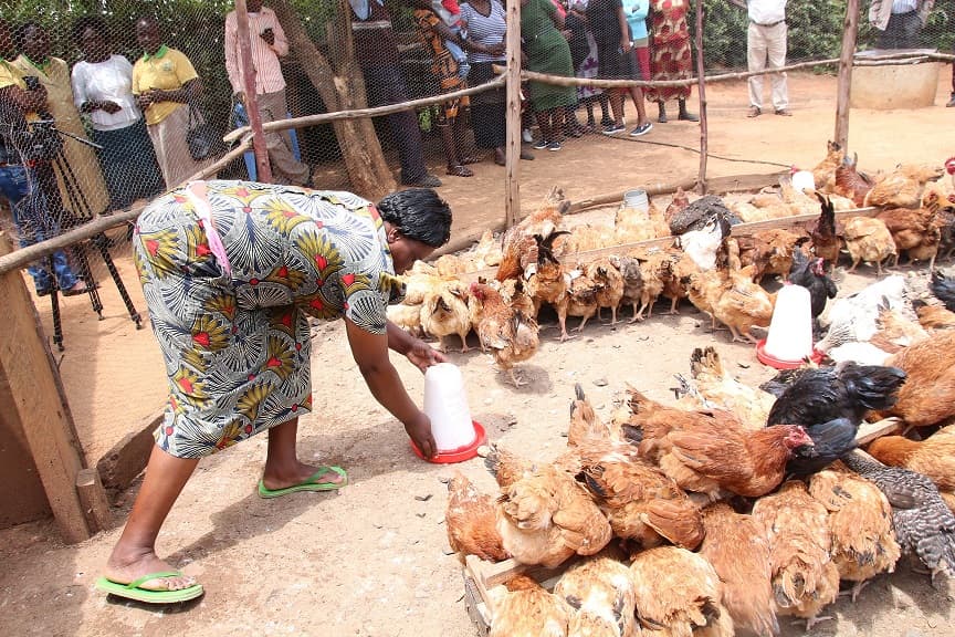 Government gives free chicks to women moving them from illicit brewers to chicken keepers