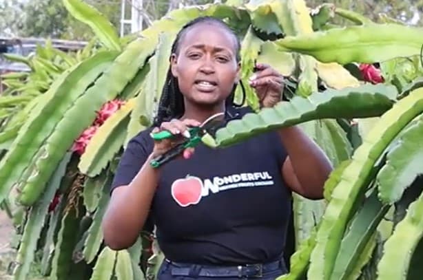 Priscilla: I make over Sh10,000 from one dragon fruit tree