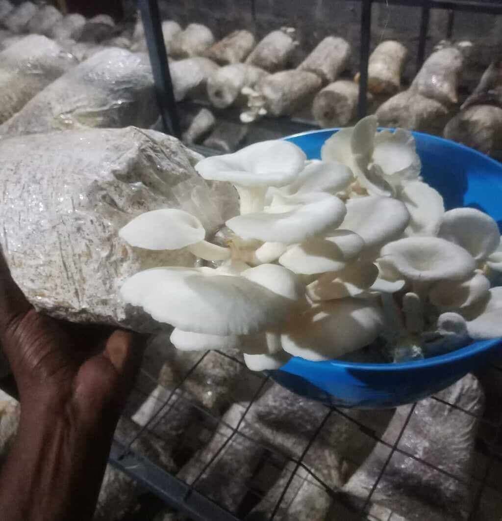 Pioneer finds 18K a week dry-season income from mushrooms