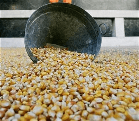 Seed companies warn of ‘Dubai seeds’