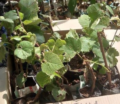 Kilifi seedling supplier feeds coastal grape takeoff