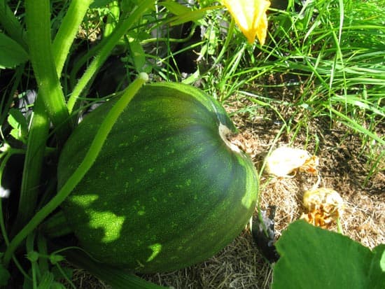 Kericho pumpkins find market in EU