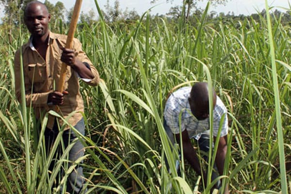 Sugarcane farmers to receive payment from 2014 before end of January
