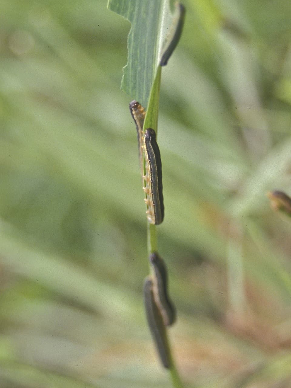 Sex trap tame devastating African armyworm