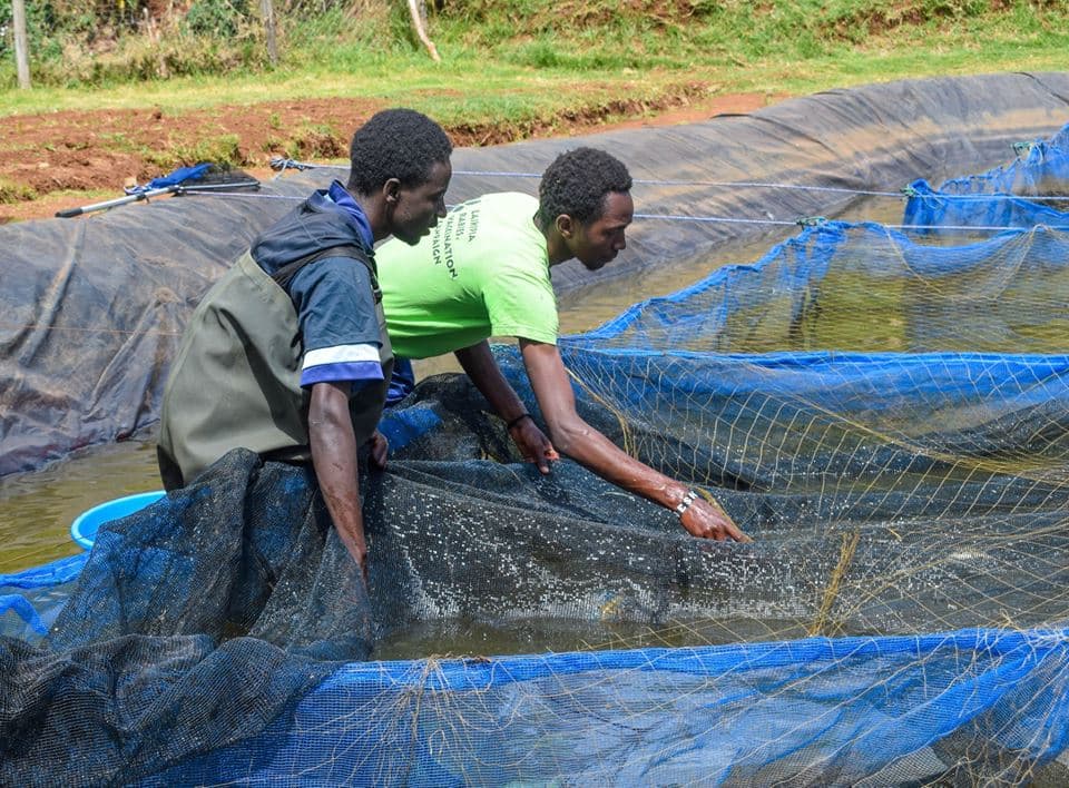 New technology helps fish breeder deliver male fingerlings to farmers in 28 days