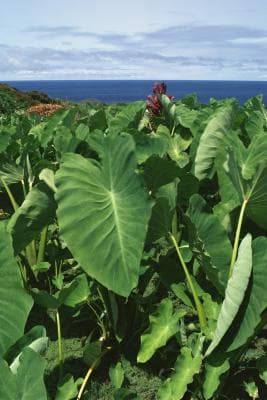 New farmers find arrowroot is perfect step onto agricultural income ladder
