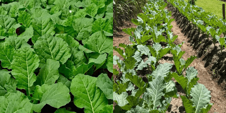 Why Sukuma Wiki Prices Could Drop Even as Flour and Sugar Costs Rise